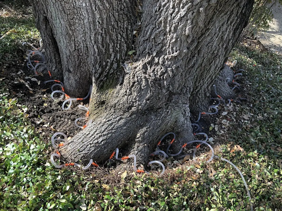 Detailed Tree Cabling and Bracing job site in Naknek